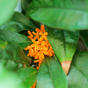 キンモクセイの葉に隠れた花